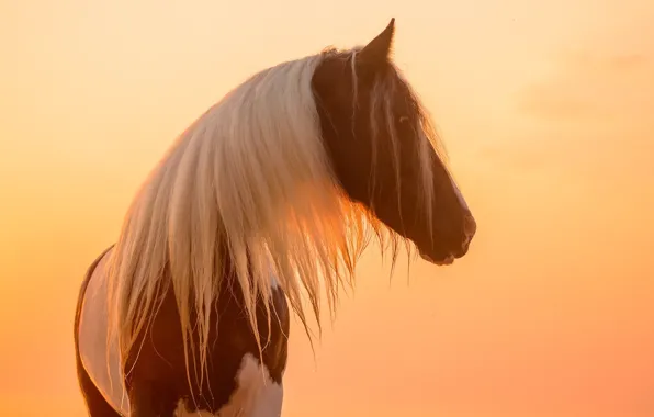 Picture face, the sun, light, sunset, horse, horse, mane, profile