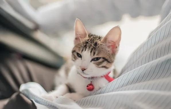 Cat, look, background