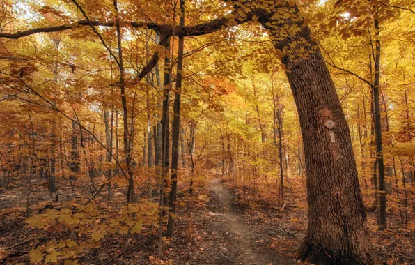 Autumn, forest, nature