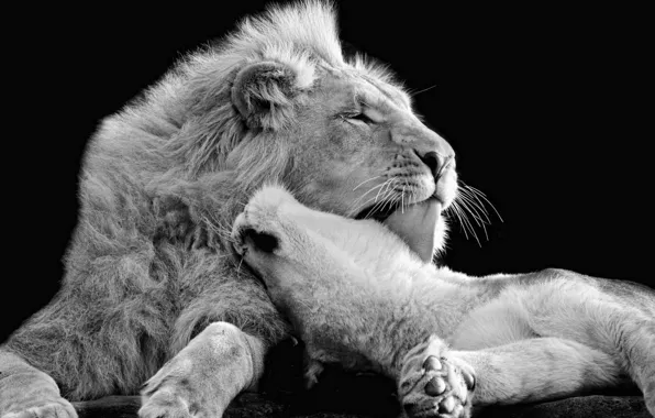 Picture love, Leo, black and white, affection, wild cats, lions, lioness, monochrome