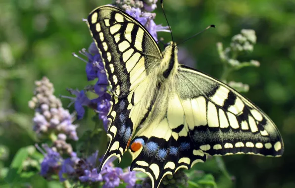 Picture pattern, butterfly, wings, swallowtail