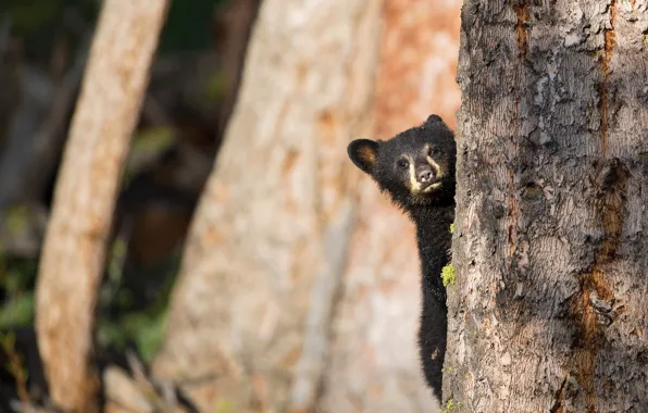 Forest, nature, background, tree, bear, bear, bear, face