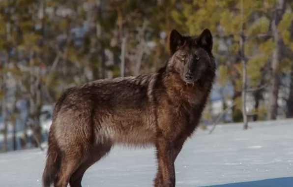 Fantasy, nature, art, snow, predator, face, animal, wolf