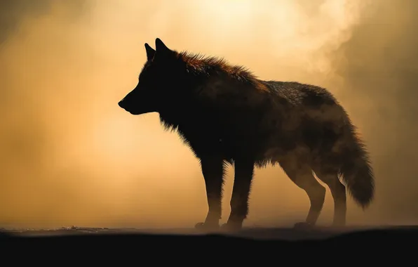 Picture nature, face, animal, wolf, wildlife, head, fur, mammal