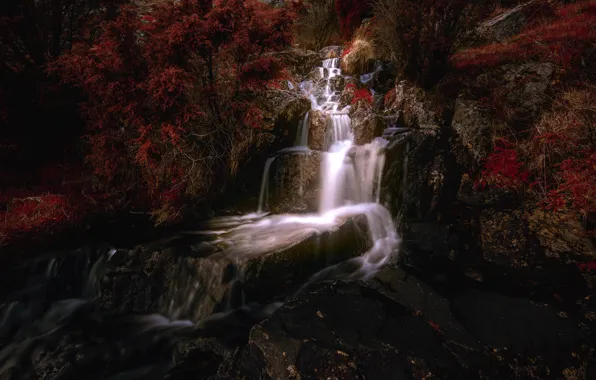 Trees, waterfall, Norway, cascade, Norway, Rogaland, Rogaland, The bjerkreim