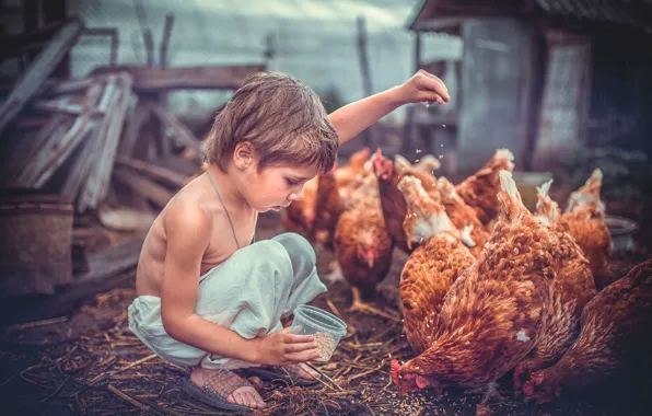 Birds, childhood, mood, grain, Board, child, hand, chicken