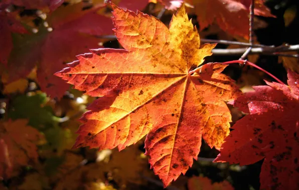 Picture autumn, macro, sheet, macro nature