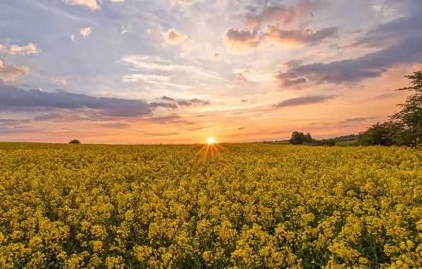 Summer, the sun, clouds, sunset, flowers, dawn, yellow, a lot
