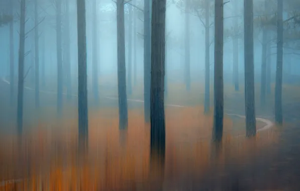 Forest, trees, nature, trail, twilight, haze, foggy air, Central Highlands of Vietnam