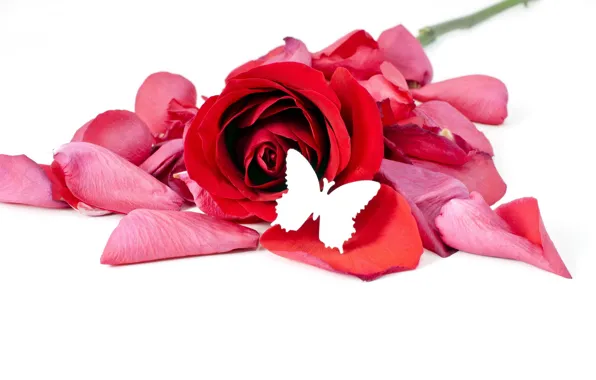 Flowers, red, butterfly, roses, petals, white background, bokeh
