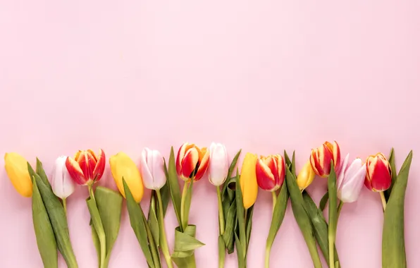 Flowers, colorful, tulips, fresh, flowers, tulips, spring, multicolored