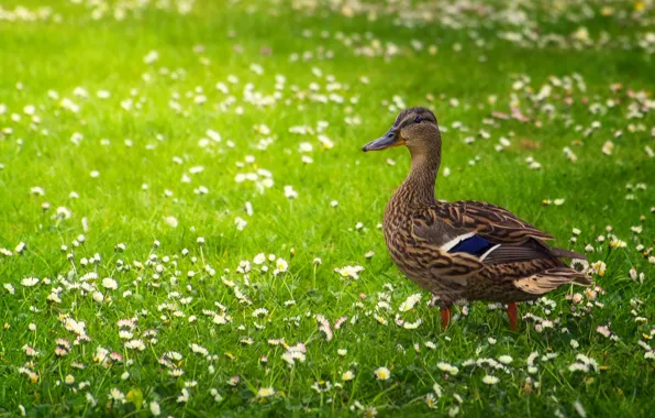 Greens, field, flowers, bird, glade, chamomile, spring, walk