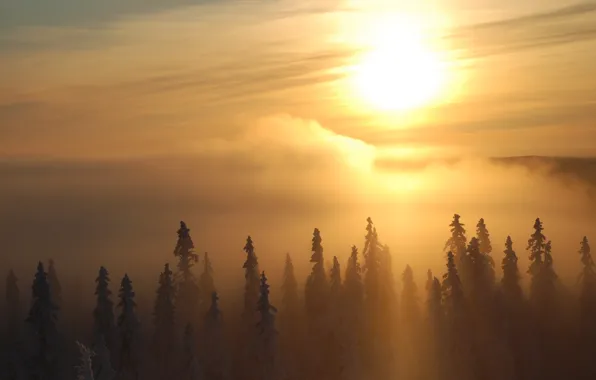 The sun, trees, fog, Winter