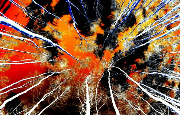 The sky, clouds, trees, night