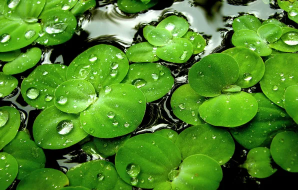 Picture water, drops, duckweed, water plant