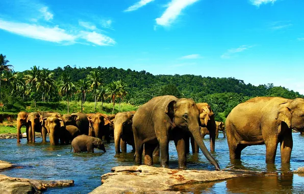 FOREST, GREENS, RIVER, FAMILY, The HERD, PALM trees, ELEPHANTS, DIRECTION
