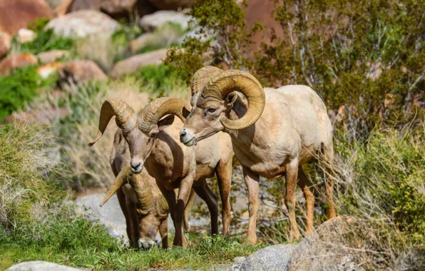 Nature, stones, rocks, three, RAM, trio, mountain, mountain