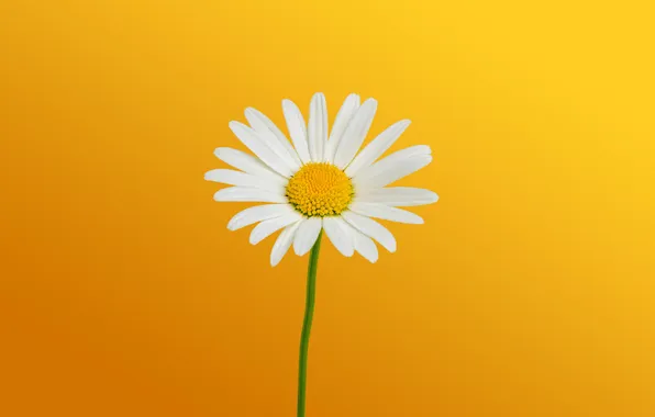 Picture White Daisies, Yellow background, Plant close-up, Plant Close up, Wild Flower, White daisies, Wild Flower