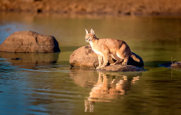 Picture reflection, wildlife, caracal