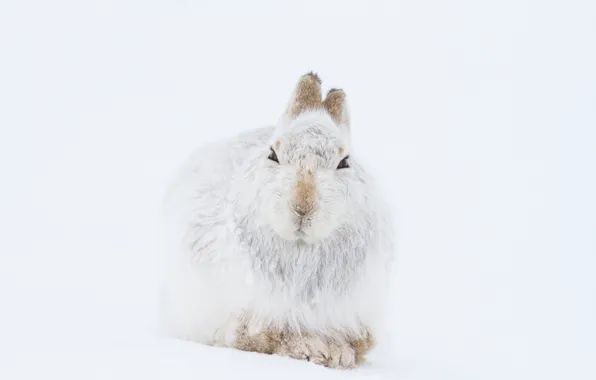Winter, mountain, snow, wildlife, hare