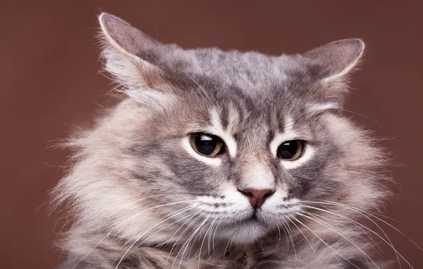 Cat, cat, portrait