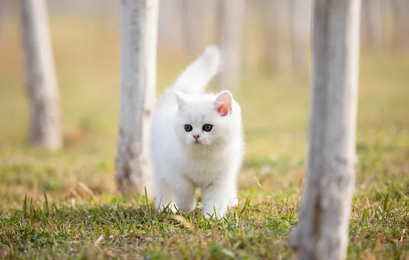 Cat, white, grass, look, trees, nature, pose, Park