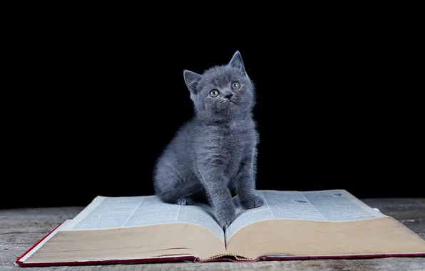 Picture look, book, black background, kitty, sitting
