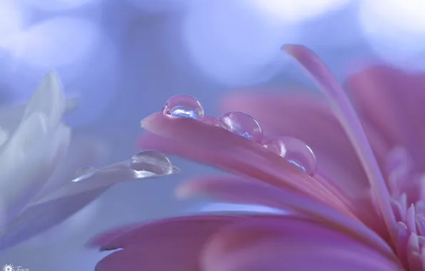 Drops, flowers, petals