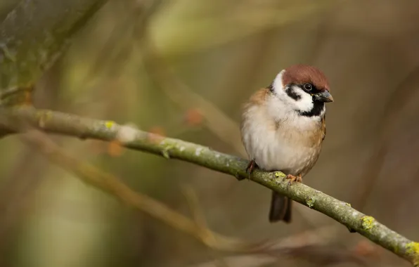 Background, bird, branch, Sparrow