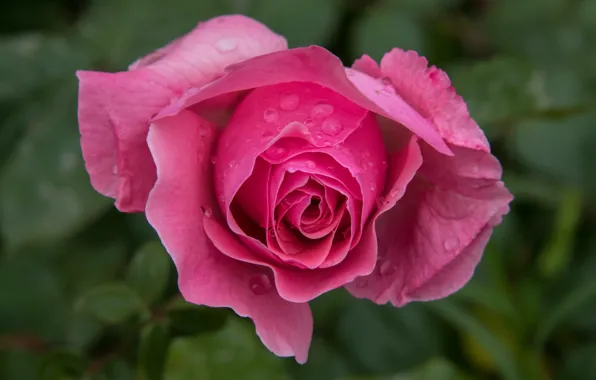 Leaves, drops, flowers, roses, pink, buds