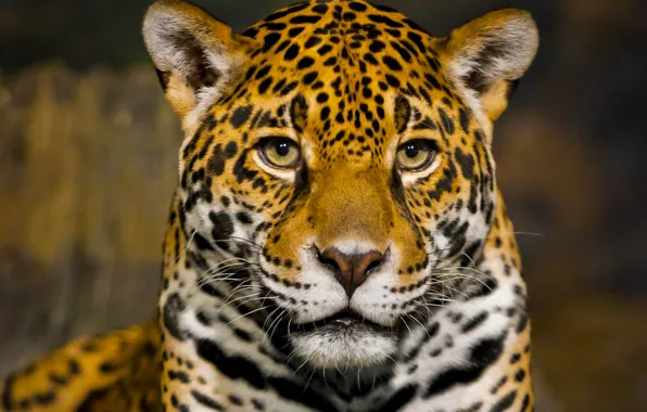 Picture face, predator, Jaguar, bokeh, closeup