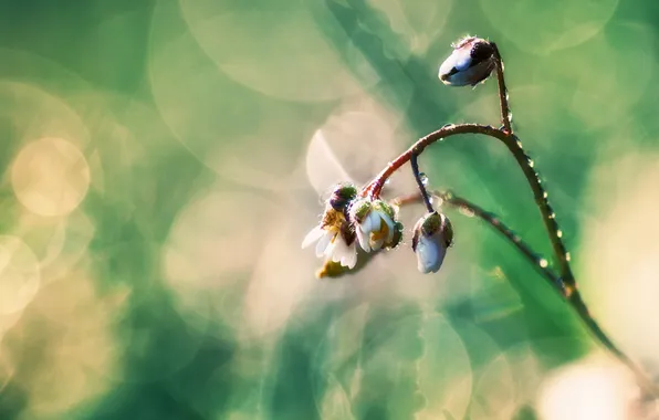 Drops, macro, flowers, branches, nature