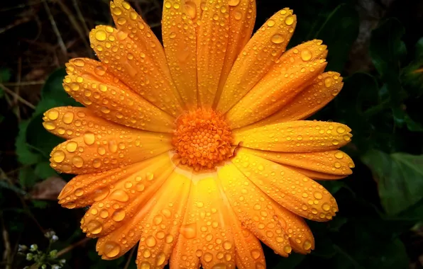Flowers, orange, raindrops