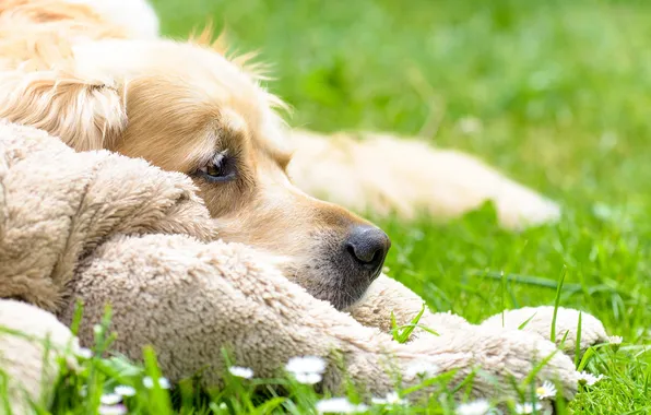 Look, each, dog