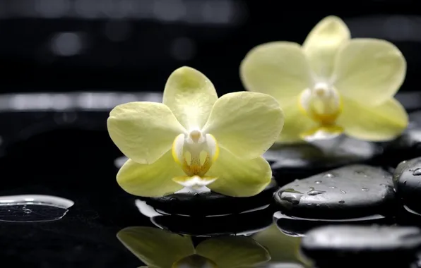 Picture flowers, reflection, stones