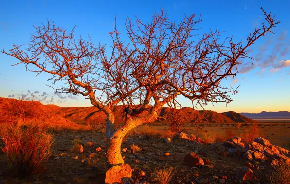 Picture tree, Namibia, Solitaire