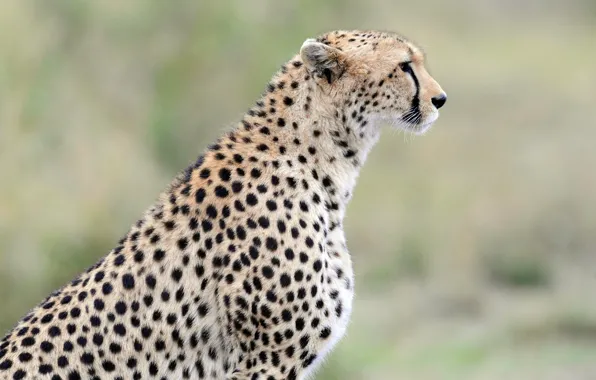 Predator, Cheetah, profile, wild cat