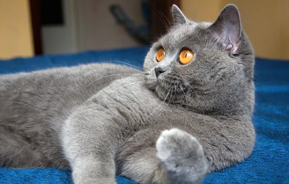 Cat, cat, look, pose, legs, lies, face, yellow eyes
