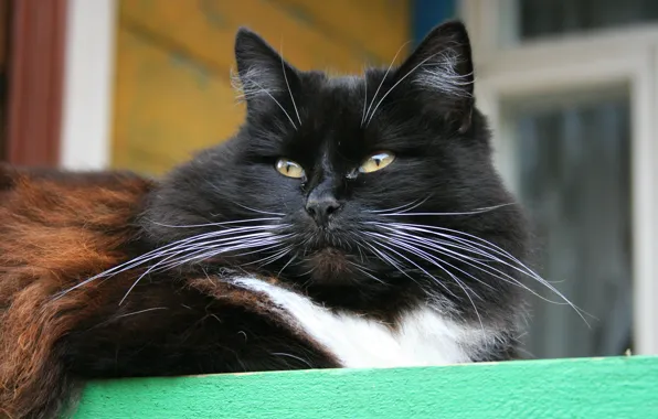 Cat, animals, mustache, cats, village, porch