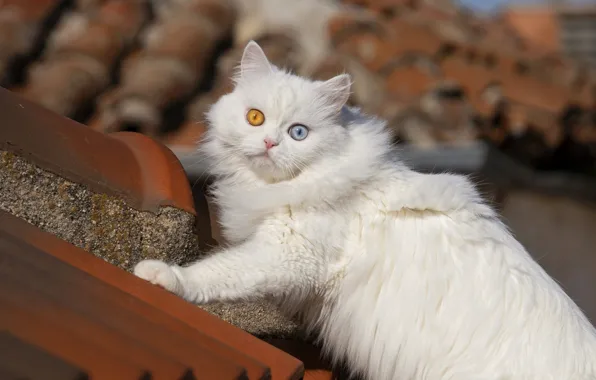 Roof, cat, cat, white, different eyes