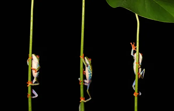 Stems, frogs, black background, trio