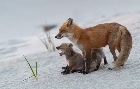 Sand, nature, pose, Fox, Fox, face, mom, Fox
