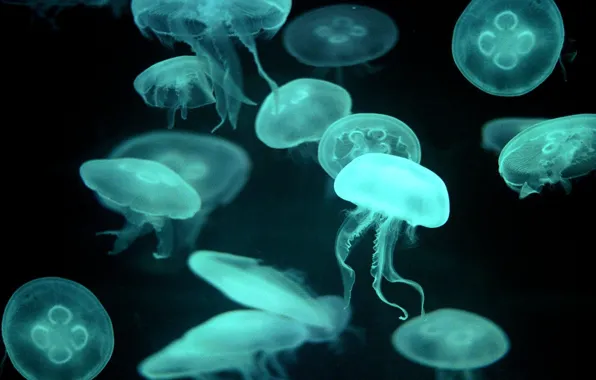 Blue, Jellyfish, transparent