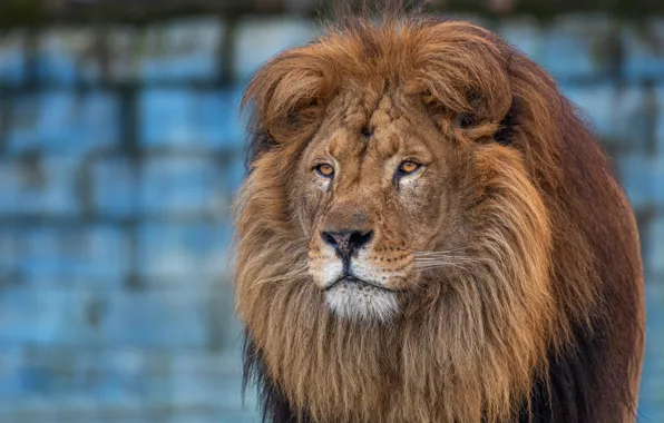 Look, face, wall, portrait, Leo, mane, blue background, bokeh