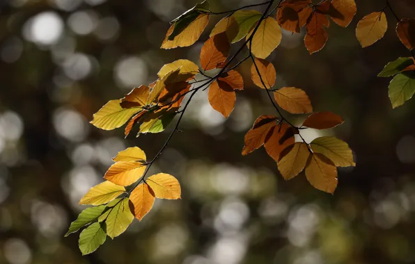Picture autumn, leaves, trees, branches
