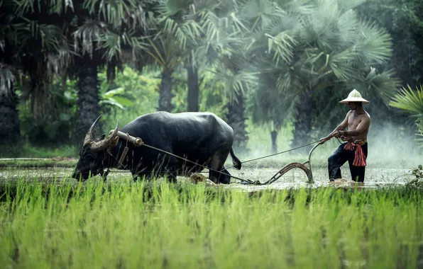 Nature, Thailand, Man, People
