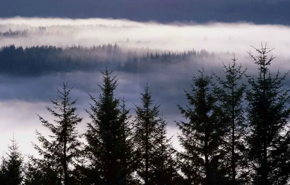 Picture forest, trees, nature, fog, Scotland