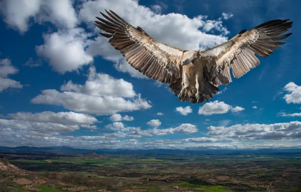 The sky, clouds, flight, mountains, nature, blue, bird, height