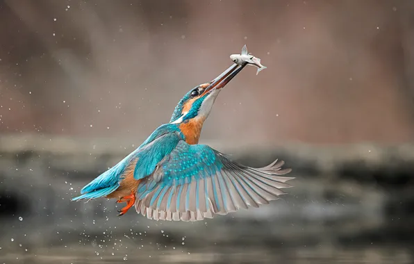 Picture drops, squirt, bird, fish, Kingfisher, catch