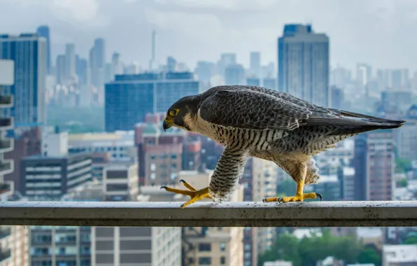 The city, bird, home, predator, beak, Chicago, peregrine